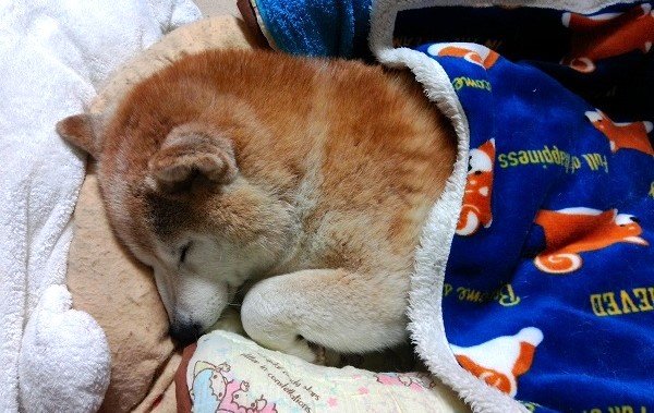 よく眠る柴犬
