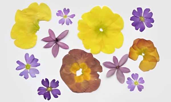 作っても見ても楽しい！　きれいなおし花を作ろう