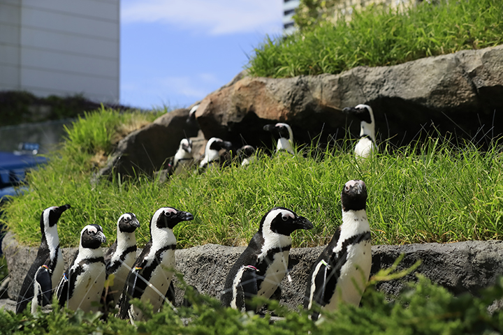 ペンギン「サンシャイン水族館」