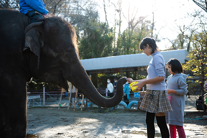 ぞう「ANIMAL WONDER REZOURT」