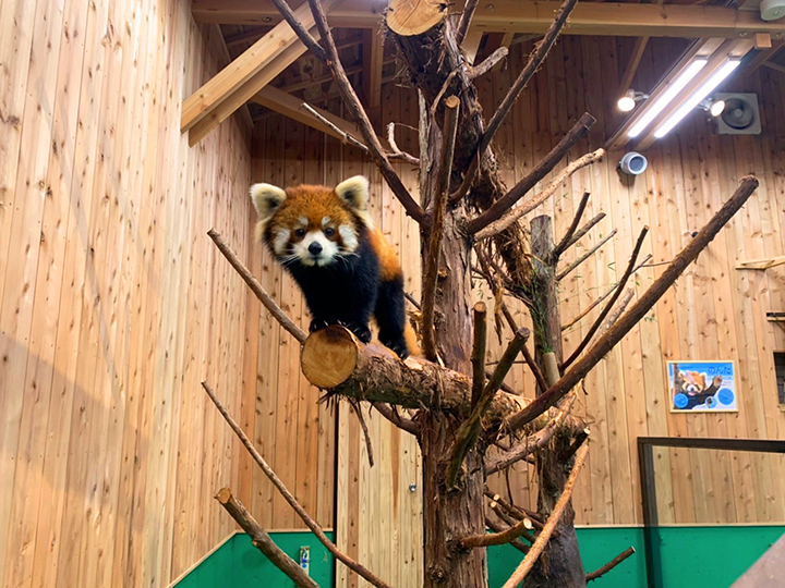 レッサーパンダ「伊豆シャボテン動物公園」