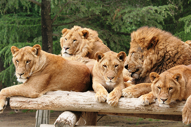 動物園で子どもが喜ぶ動物ランキングとは？おすすめ動物園も紹介！